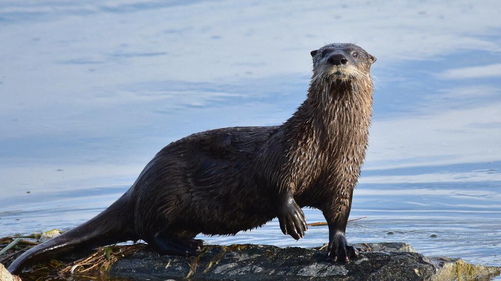 UPDATE: Two treated following encounter with rabid otter in Accomack County